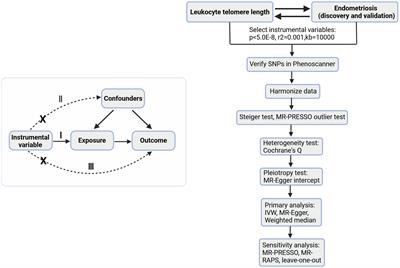 Leukocyte telomere length is associated with increased risk of endometriosis: a bidirectional two-sample Mendelian randomization study